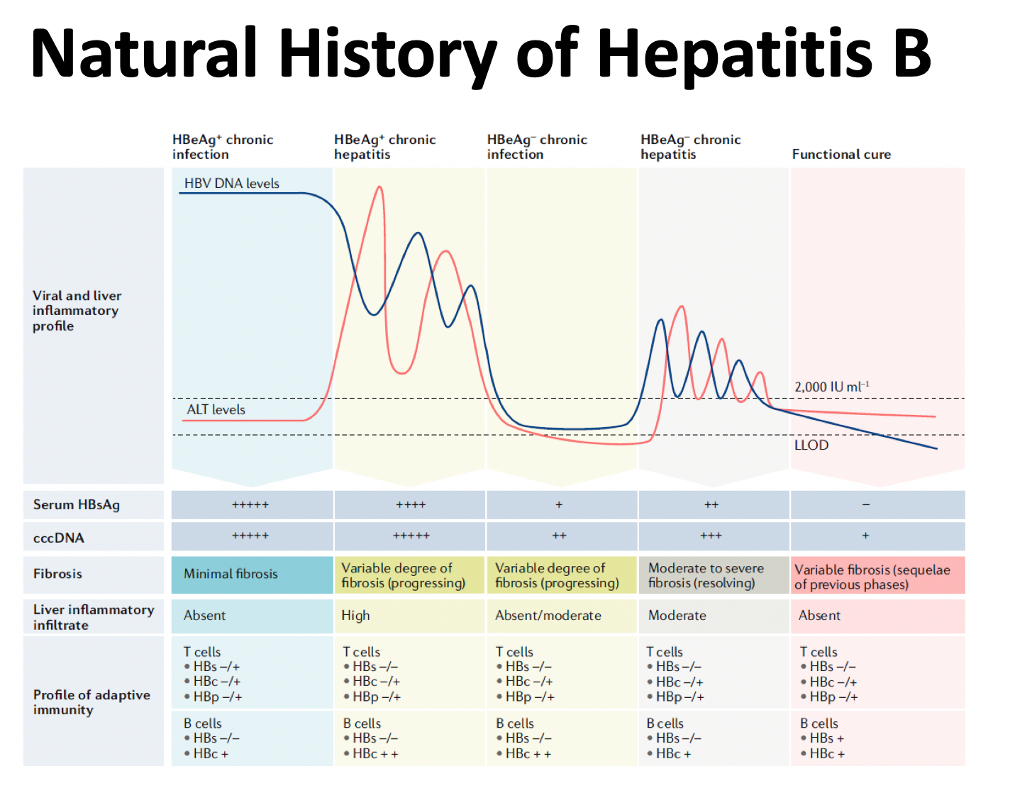 Hbv Infection Graph Hepatitis B: Update 2020 - Dr. Gish