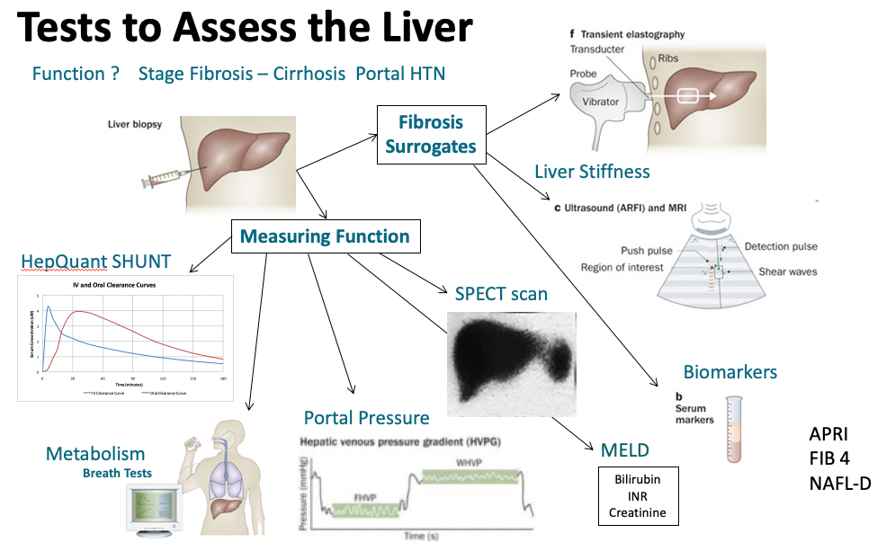 liver disease research project